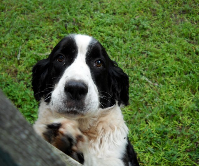 Black and white springer spaniel
