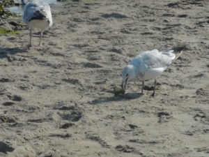 Gull eating
