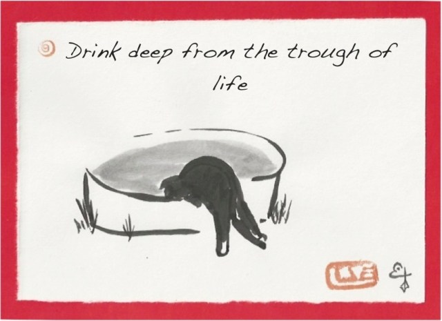 taocat drinks from trough