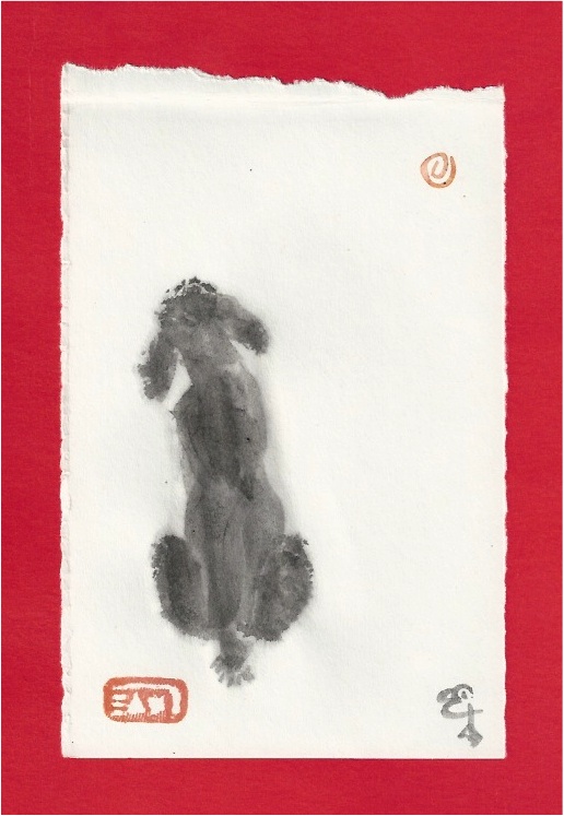 wistful waiting poodle