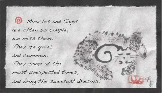 poodle and cat miracle