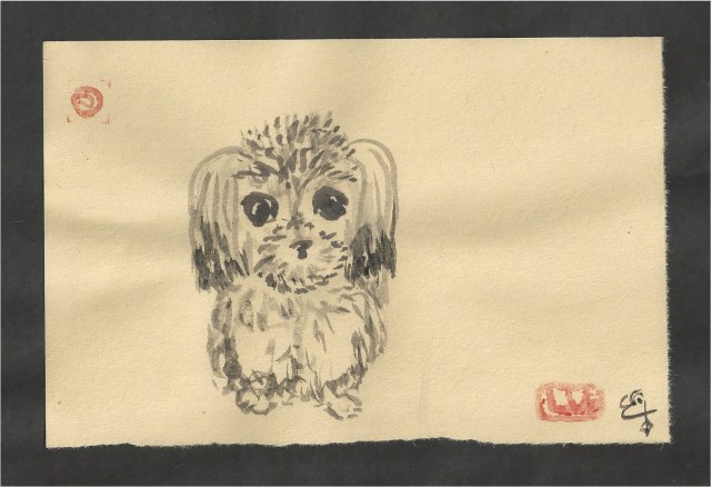shih tzu 3