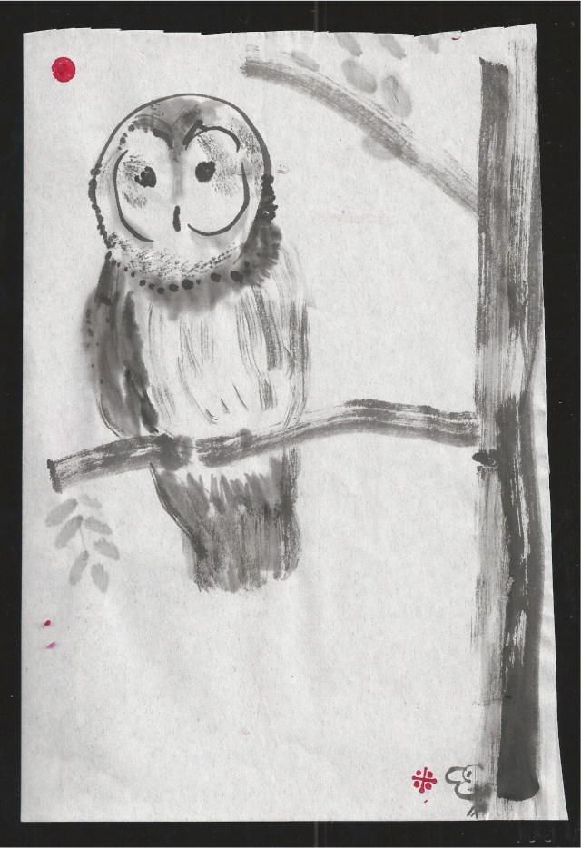 barred owl in branch