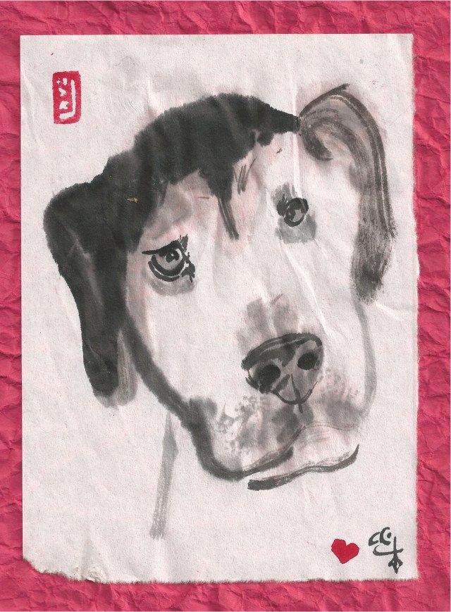 old dog for adoption