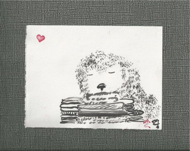 poodle on folded clothes