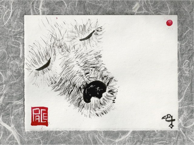 sleeping poodle on my knee