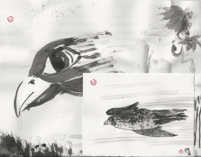 falcon at shoulder hight