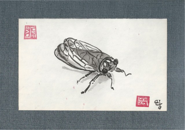 cicada