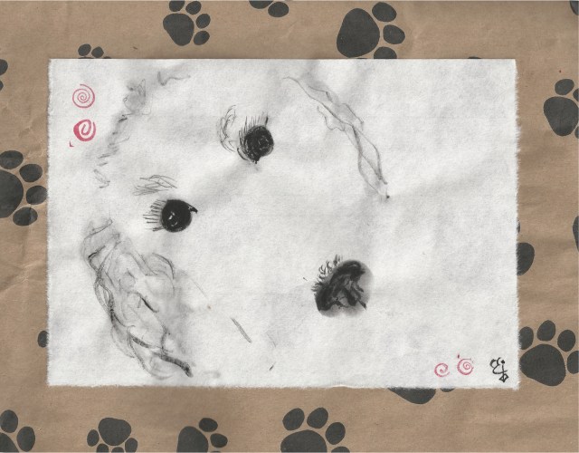 poodle sad and confused