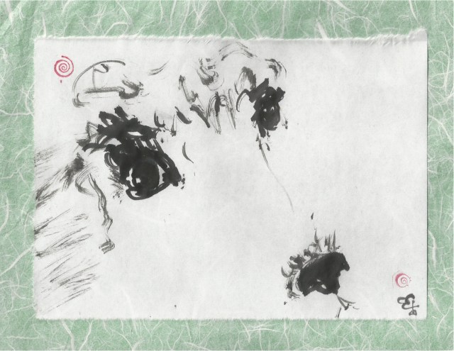 poodle face close up play