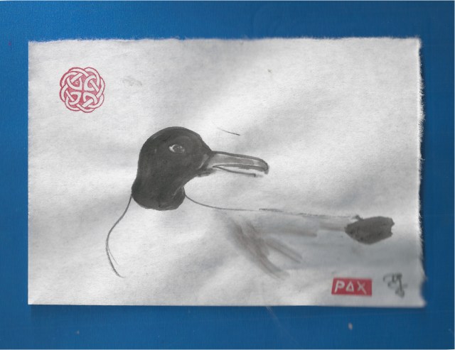 blackheaded sea gull on ground