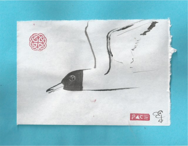 blackheaded sea gull