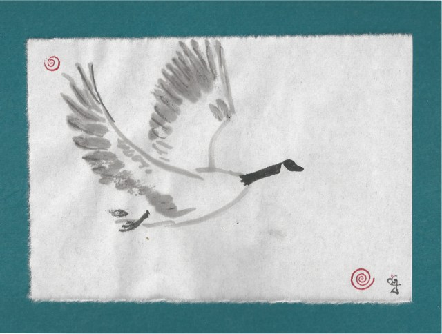 canada goose flys south in spring