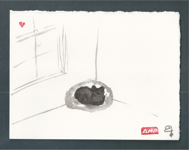 presto black cat in corner