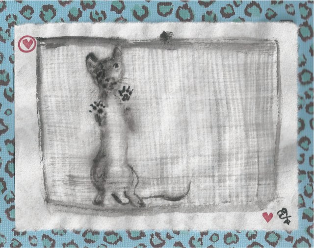 cat on window screen