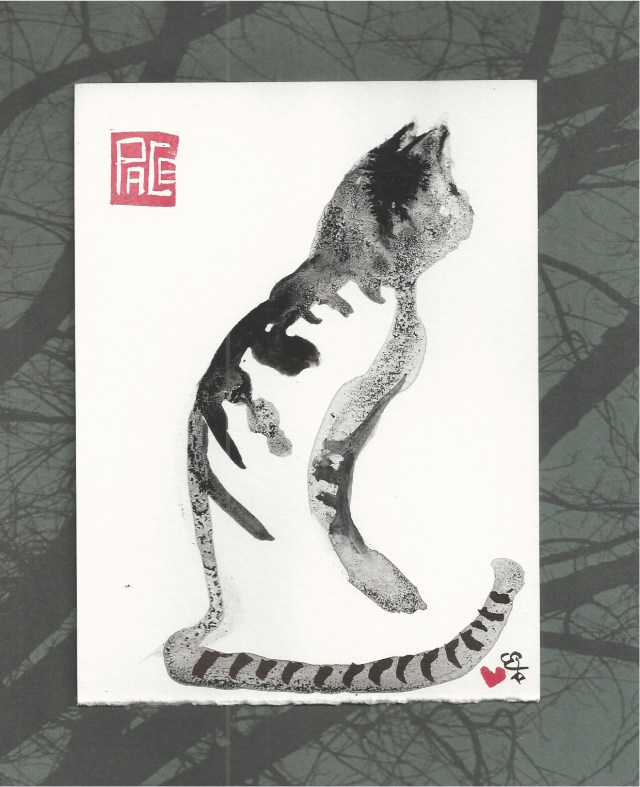 racoon cat in the night rain