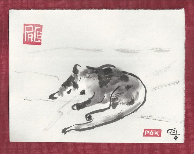 calico cat one eye open