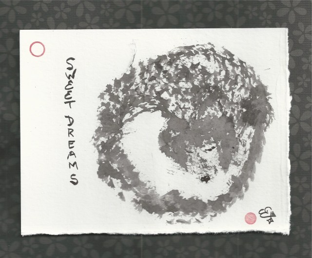 poodle enzo sweet dreams