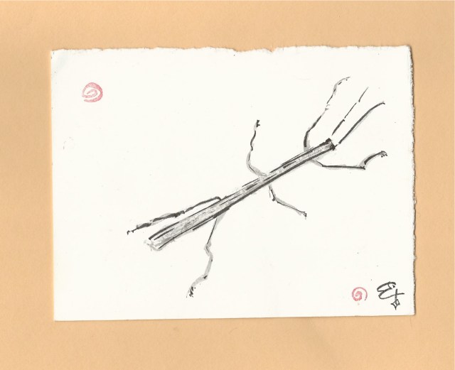 walking stick insect