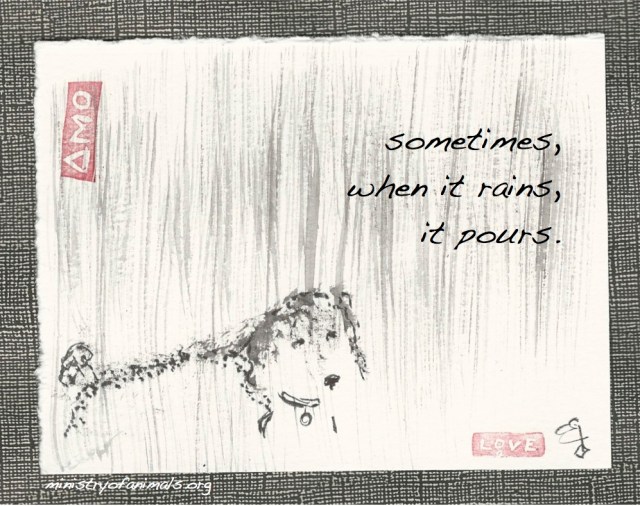 poodle in the rains it pours