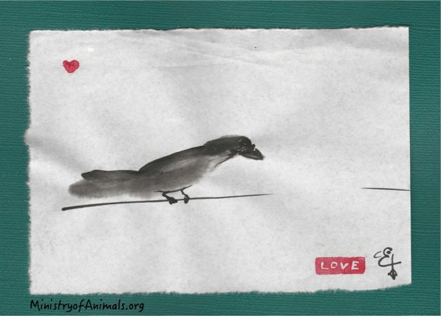 black-bird-in-sunlight