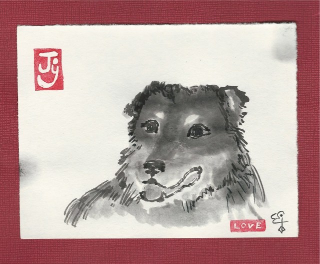 cider australian shepherd