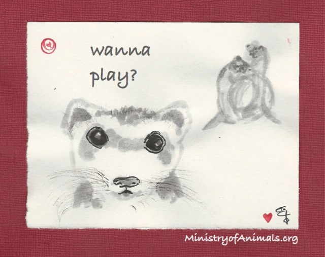 ferrets wanna play