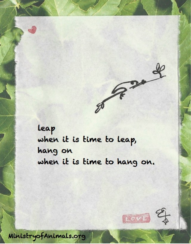 leap-hang-on-frog