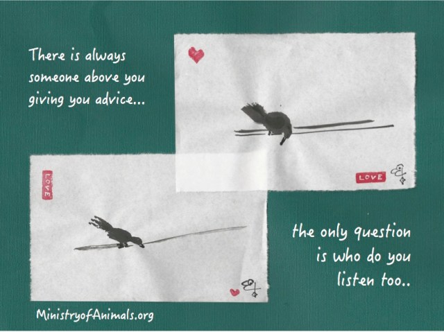 two birds giving advice