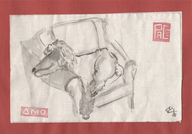 poodle-sleepin-in-chair