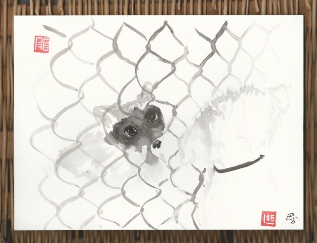 racoon & small white dog.jpg